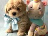 Maltipoo Dizayn Irk Sevimli Yavrular