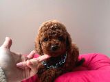 Orjinal Toy Poodle