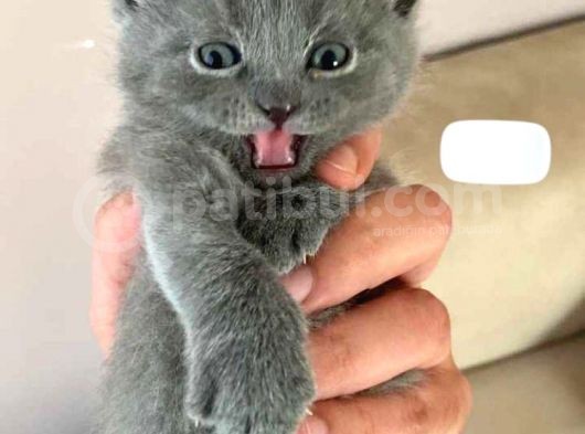 Safkan Asil British Longhair görsel