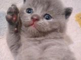 Mini Mini Bebekler