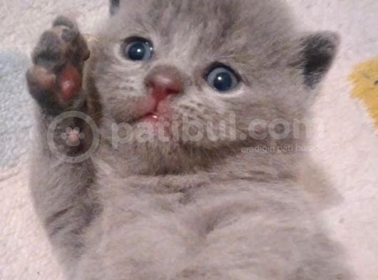 Mini Mini Bebekler