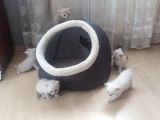 Blue Point Scottich Fold British Shorthair Yavruları