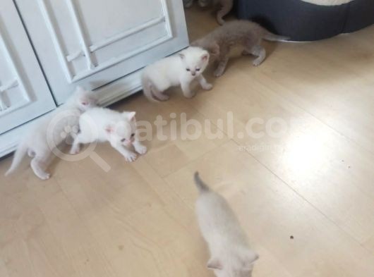 Blue Point Scottich Fold British Shorthair Yavruları görsel