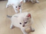 Blue Point Scottich Fold British Shorthair Yavruları