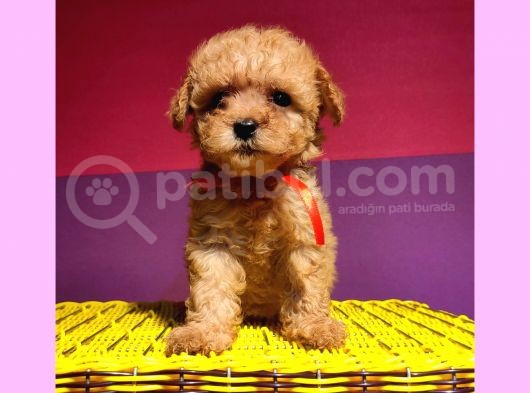Anne Alti Ayicik Toy Poodle Yavrulari