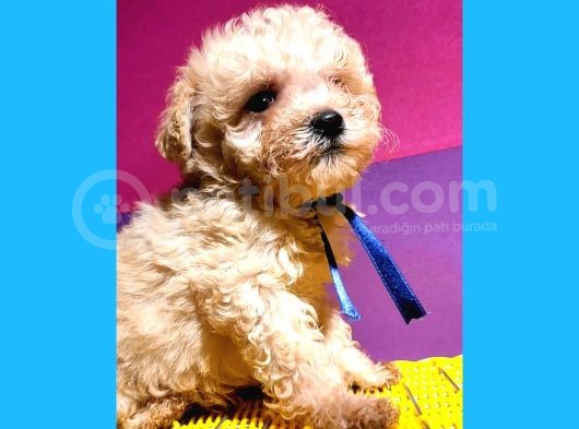 Anne Alti Ayicik Toy Poodle Yavrulari görsel