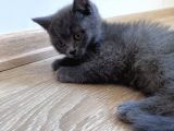 British Shorthair Ücretli olarak Sahiplendirilecektir