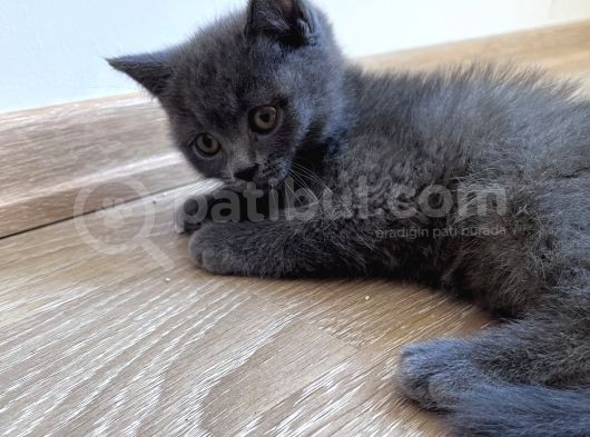 British Shorthair Ücretli Olarak Sahiplendirilecektir