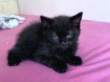 British Shorthair Ücretli Olarak Sahiplendirilecektir
