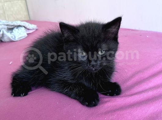British Shorthair Ücretli Olarak Sahiplendirilecektir görsel