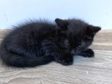 British Shorthair Ücretli Olarak Sahiplendirilecektir
