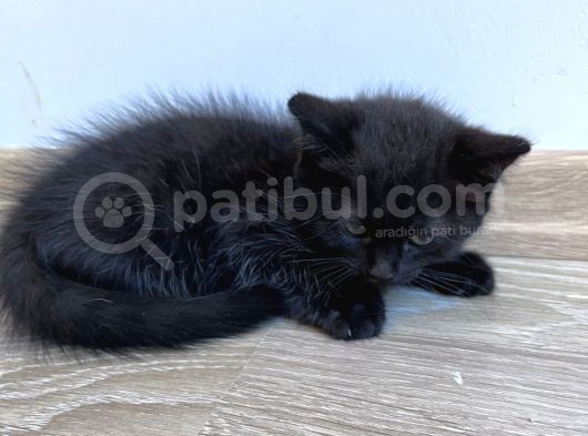 British Shorthair Ücretli Olarak Sahiplendirilecektir görsel