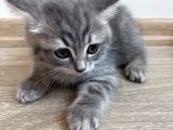 British Shorthair Ücretli Olarak Sahiplendirilecektir