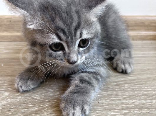 British Shorthair Ücretli Olarak Sahiplendirilecektir görsel