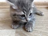 British Shorthair Ücretli Olarak Sahiplendirilecektir