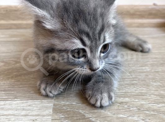 British Shorthair Ücretli Olarak Sahiplendirilecektir görsel