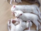 Blue Point Scottich Fold British Shorthair Yavruları