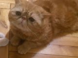 Tam Bir Garfield  3 Yaşında Erkek Kısır Degil