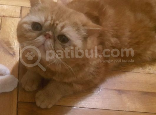Tam Bir Garfield  3 Yaşında Erkek Kısır Degil