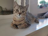 British Shorthair Golden Tabby