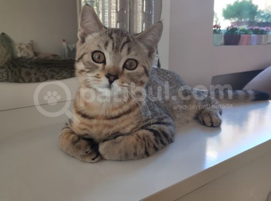 British Shorthair Golden Tabby