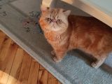 Tam Bir Garfield  3 Yaşında Erkek Kısır Degil