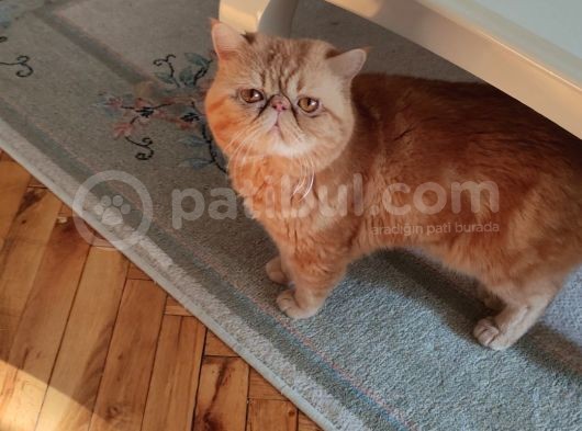 Tam Bir Garfield  3 Yaşında Erkek Kısır Degil görsel