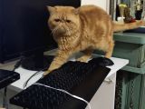 Tam Bir Garfield  3 Yaşında Erkek Kısır Degil