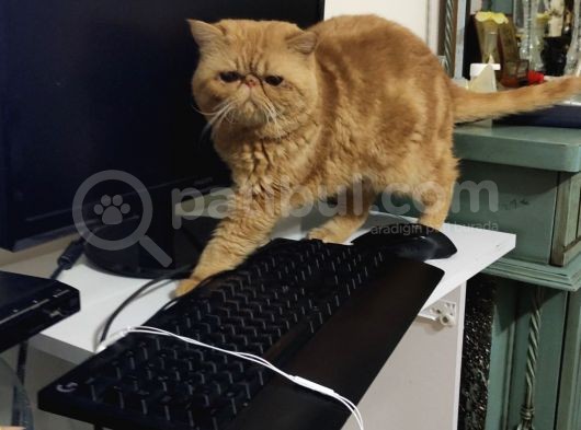Tam Bir Garfield  3 Yaşında Erkek Kısır Degil görsel