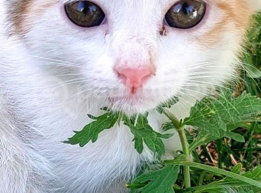 Sarı Kız Yuva Arıyor görsel