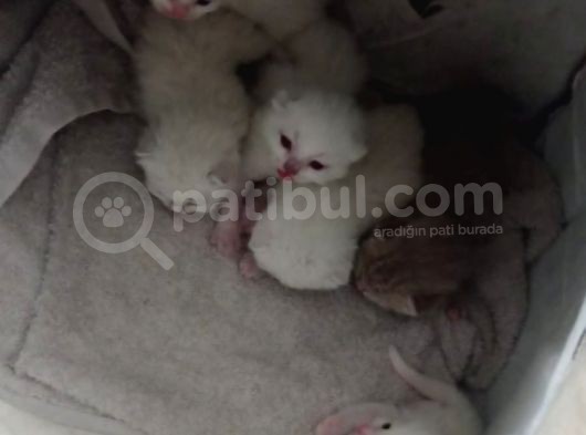 Blue Point Scottich Fold British Shorthair Yavruları görsel