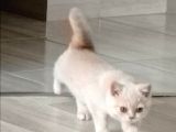 3 Aylık British Shorthair Cream