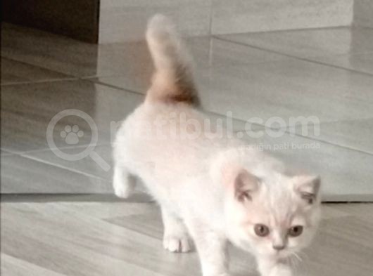 3 Aylık British Shorthair Cream görsel