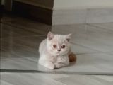 3 Aylık British Shorthair Cream