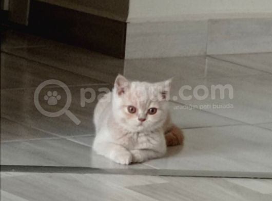 3 Aylık British Shorthair Cream görsel