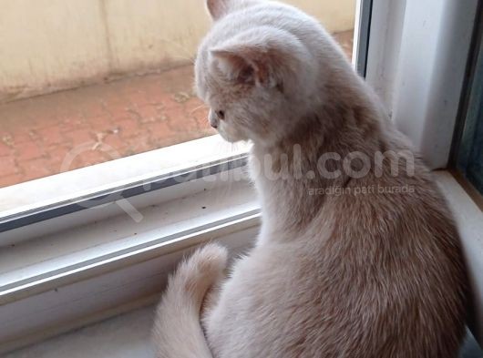 3 Aylık British Shorthair Cream görsel