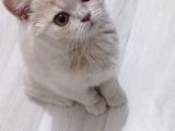 3 Aylık British Shorthair Cream