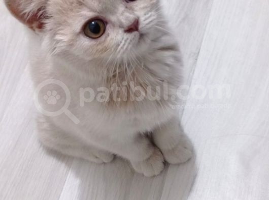 3 Aylık British Shorthair Cream görsel
