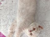 3 Aylık British Shorthair Cream