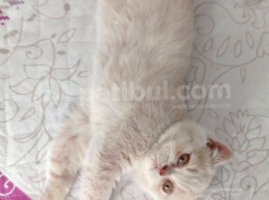 3 Aylık British Shorthair Cream görsel