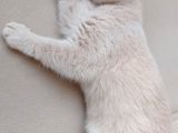 3 Aylık British Shorthair Cream