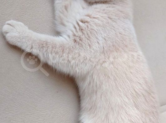 3 Aylık British Shorthair Cream görsel