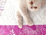 3 Aylık British Shorthair Cream