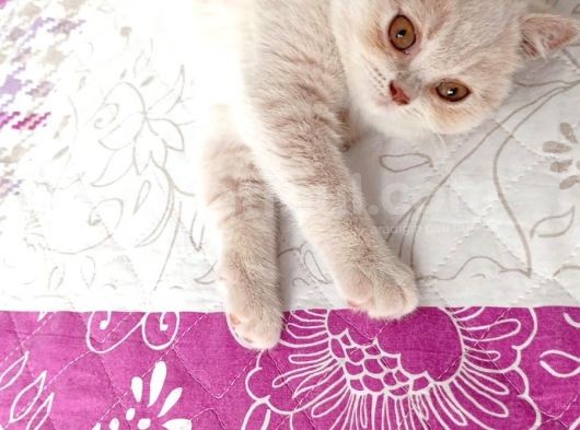 3 Aylık British Shorthair Cream