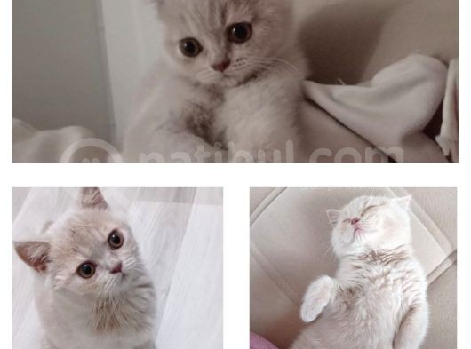 3 Aylık British Shorthair Cream görsel