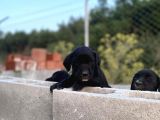 2 Aylık Erkek Ve Dişi Cane Corso Yavrularımız