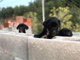 2 Aylık Erkek Ve Dişi Cane Corso Yavrularımız