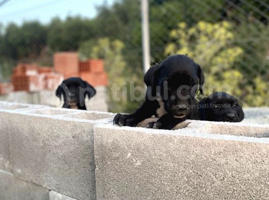 2 Aylık Erkek Ve Dişi Cane Corso Yavrularımız görsel