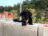 2 Aylık Erkek Ve Dişi Cane Corso Yavrularımız