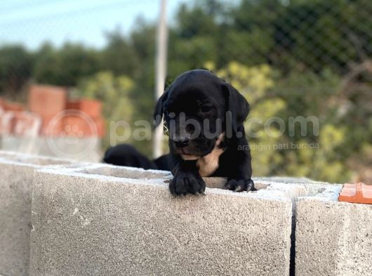 2 Aylık Erkek Ve Dişi Cane Corso Yavrularımız görsel